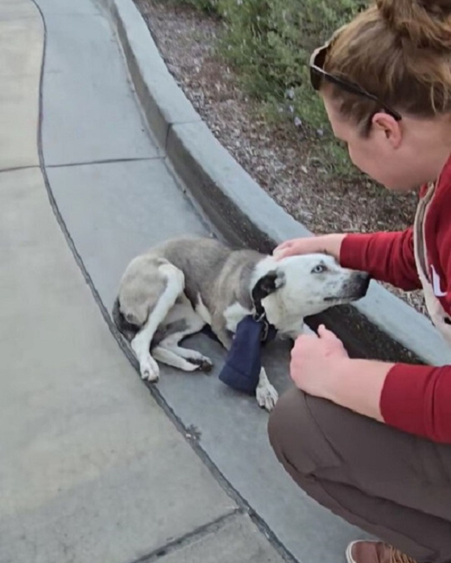 woman petting a cute dog