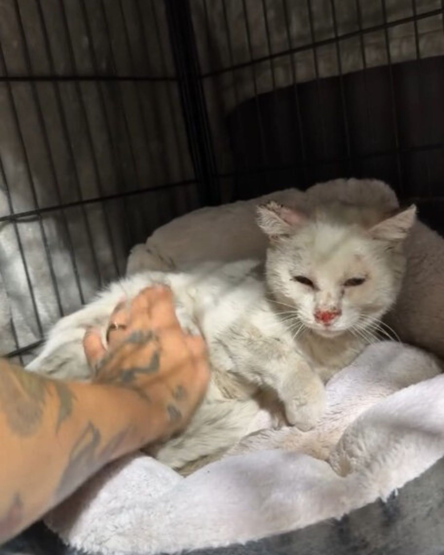 woman petting a white cat