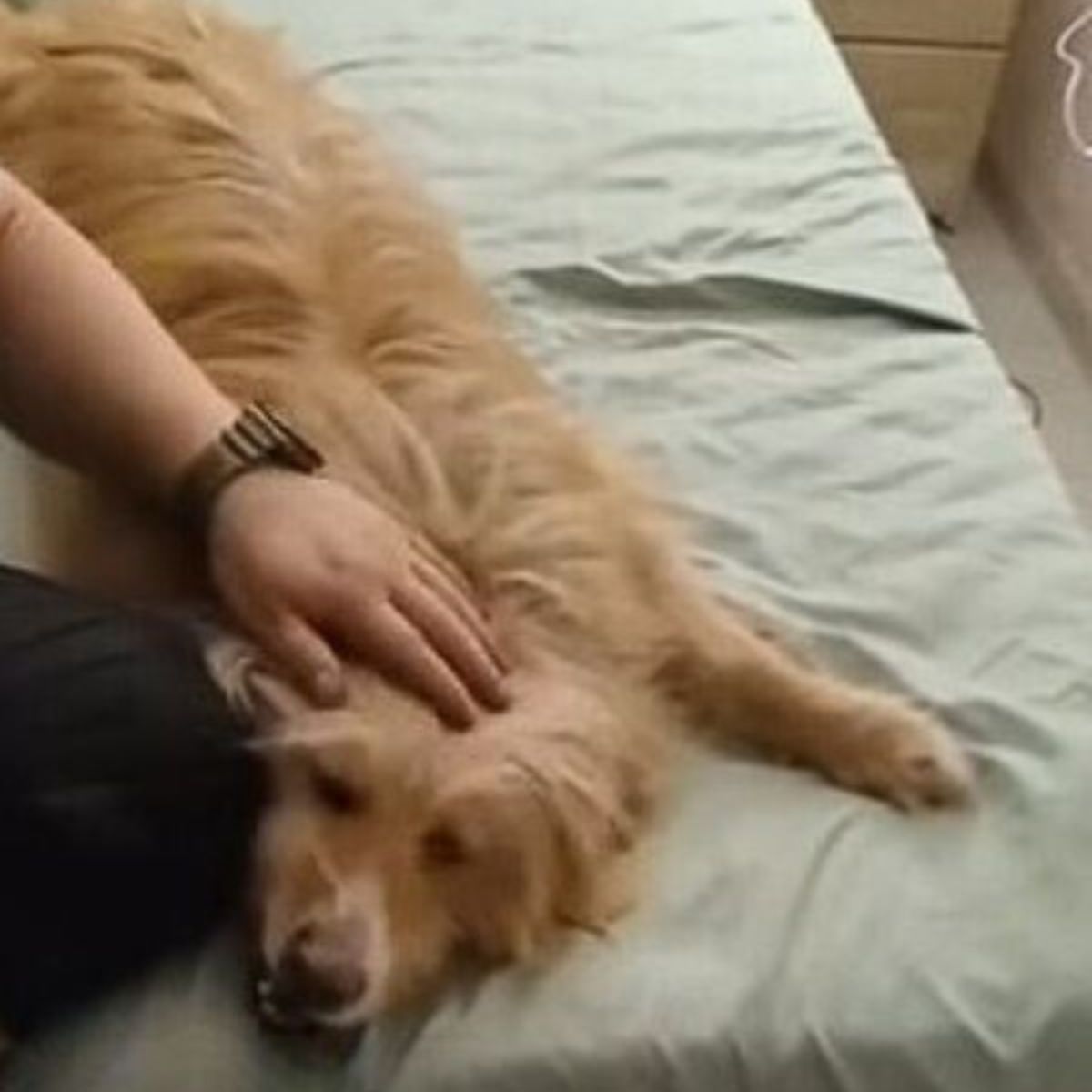 woman petting cute dog