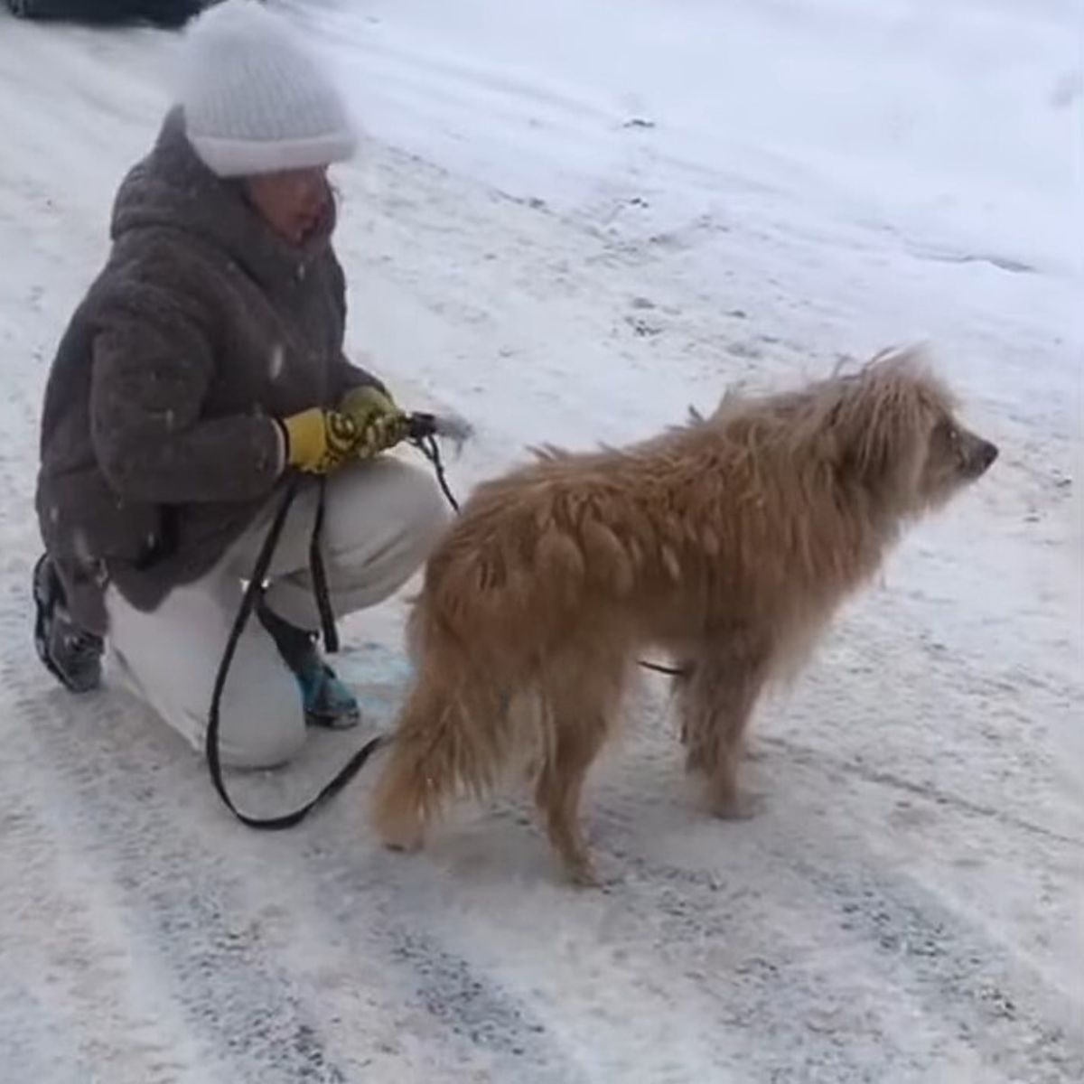 woman untying a dog