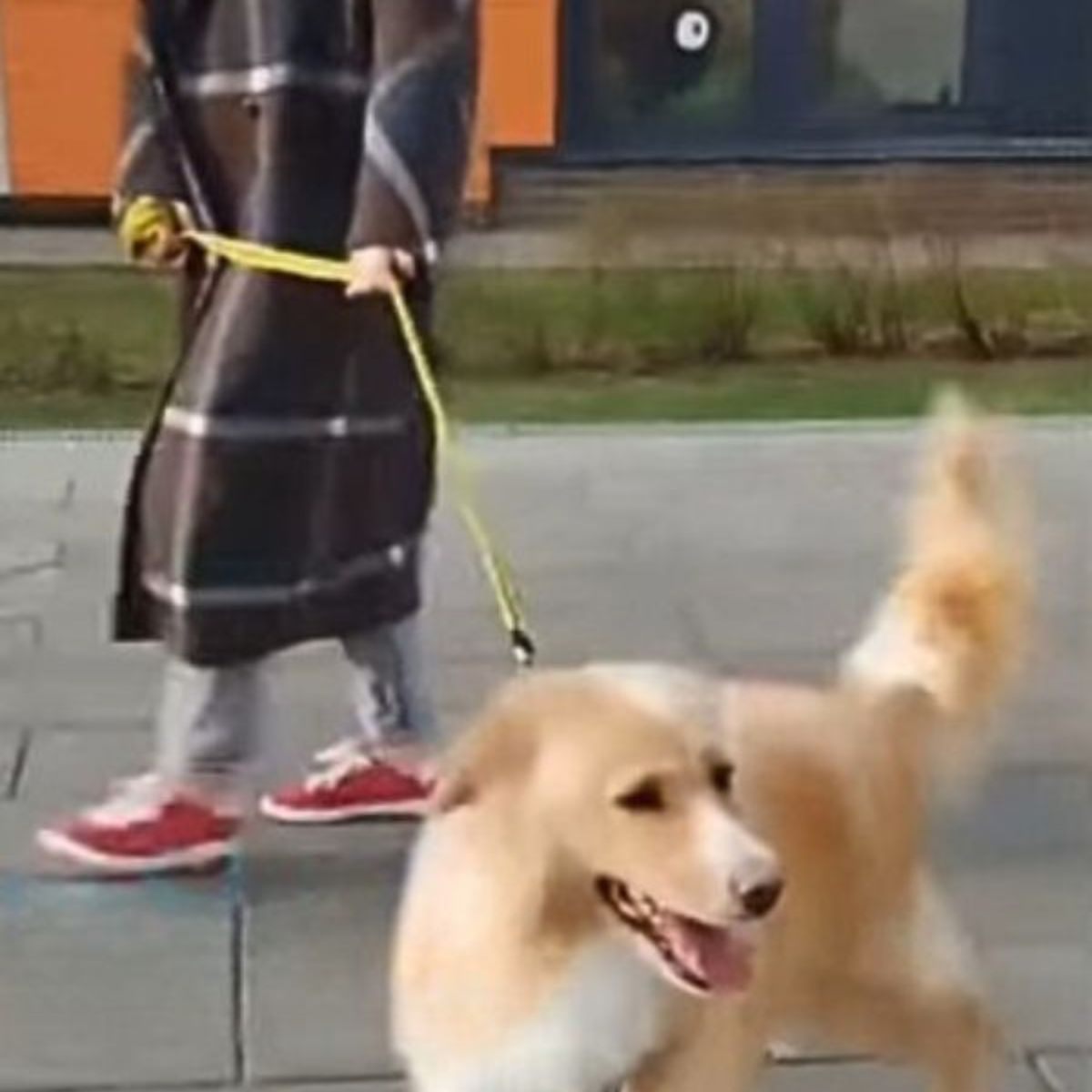 woman walking a dog