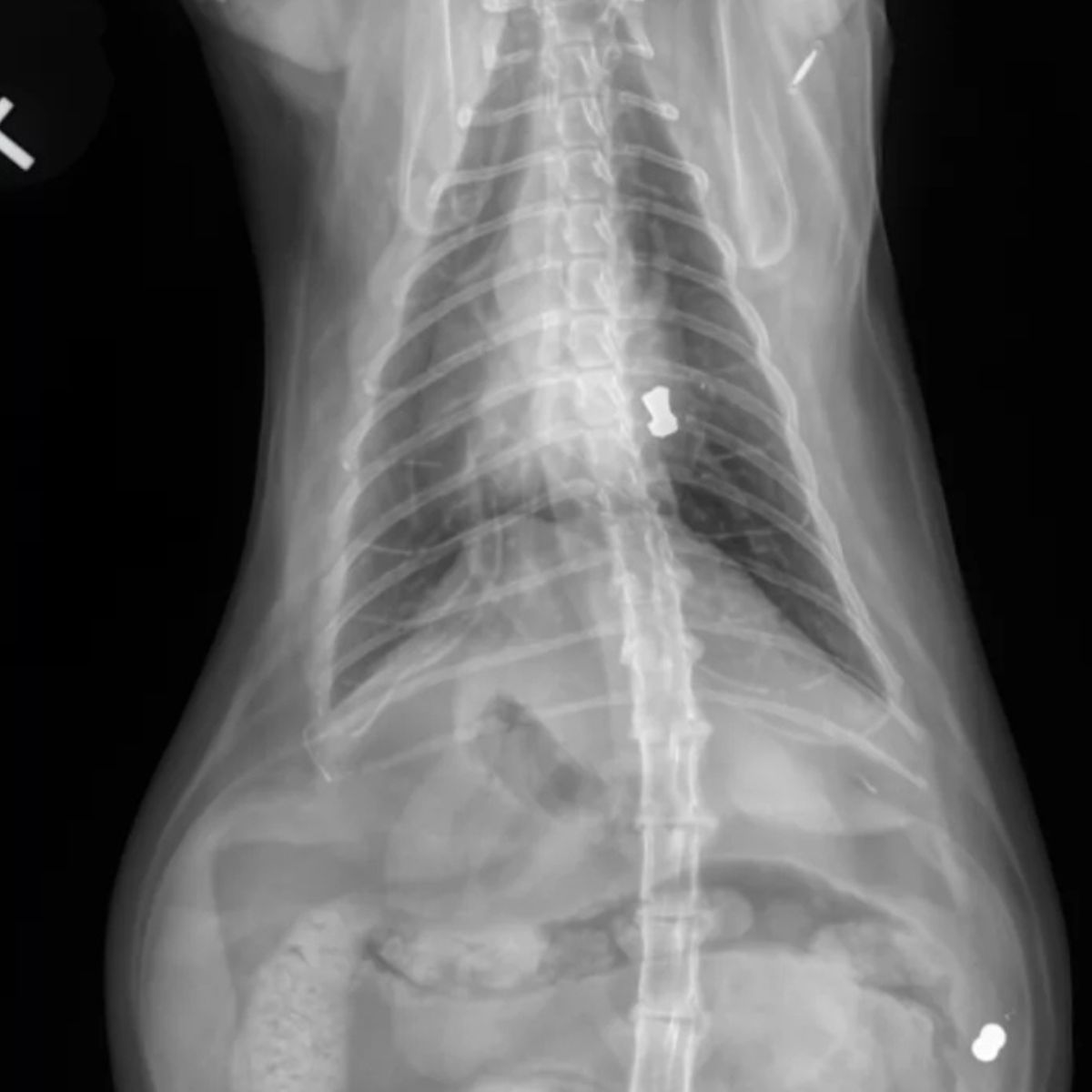 x-ray of cat