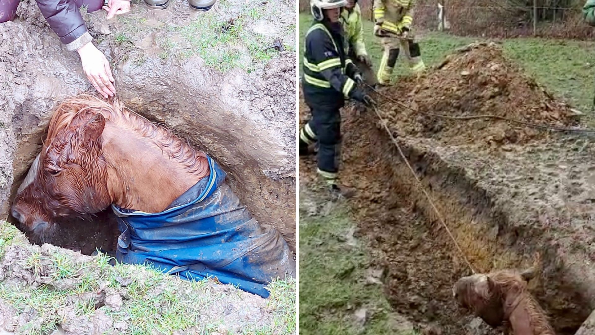 27-Year-Old Horse Goes Missing, Hours Later They See His Head Poking Out Of The Ground