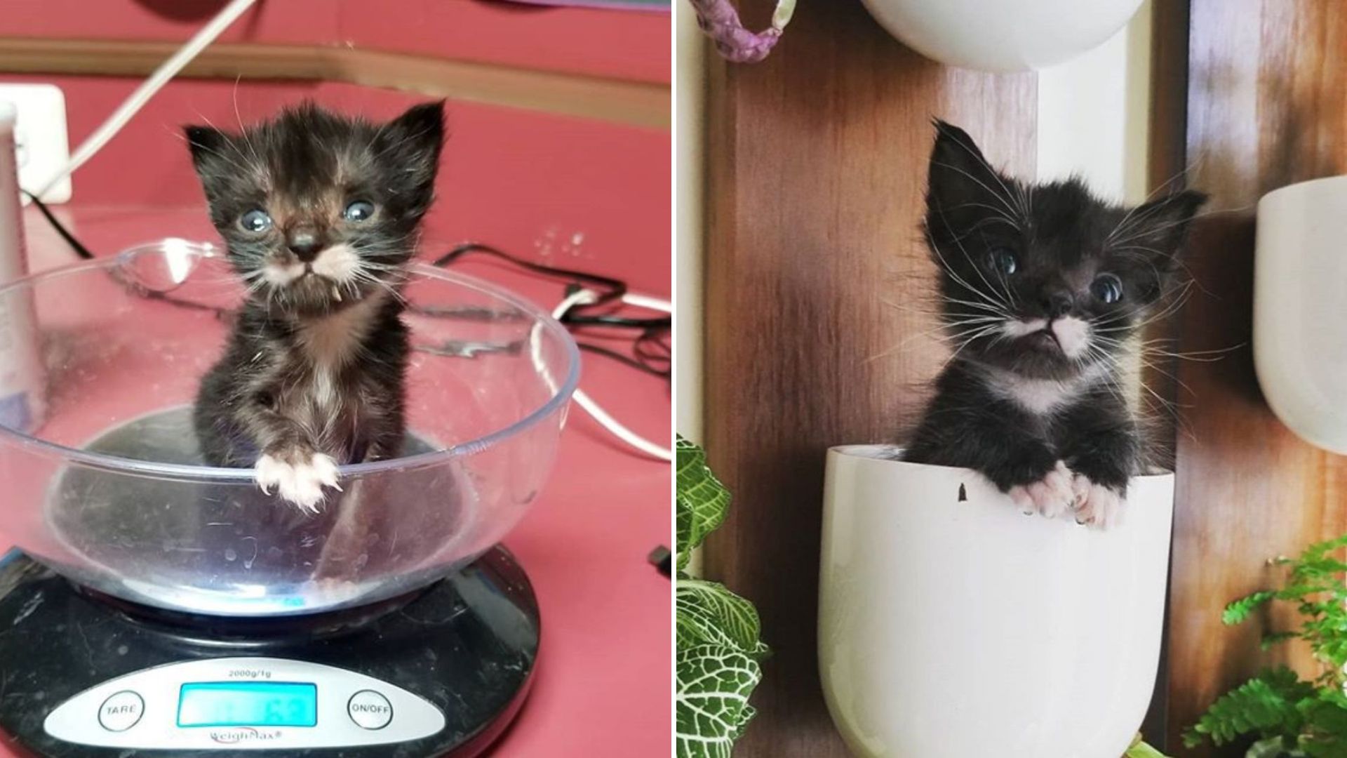 kitten no bigger than spoon