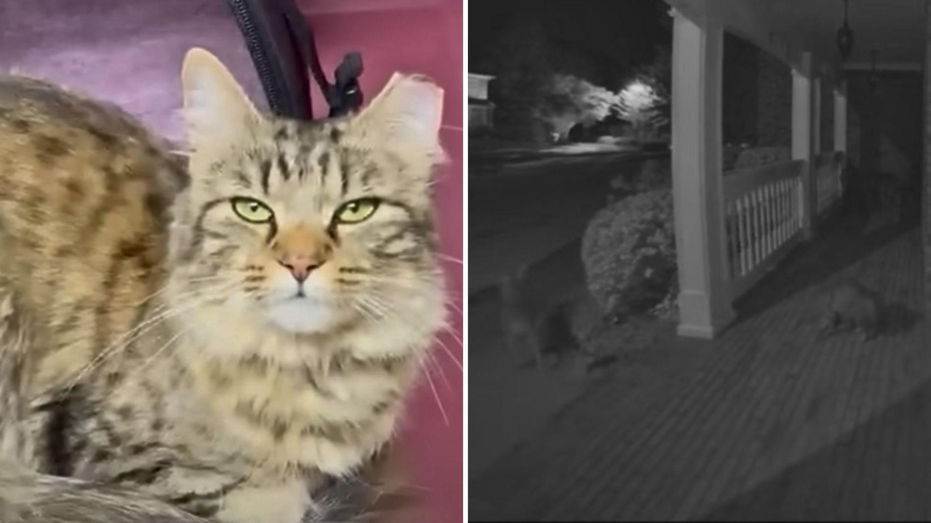 A Pack Of Coyotes Wandered Into A Family's Yard, What This Kitten Did Left Everyone Stunned