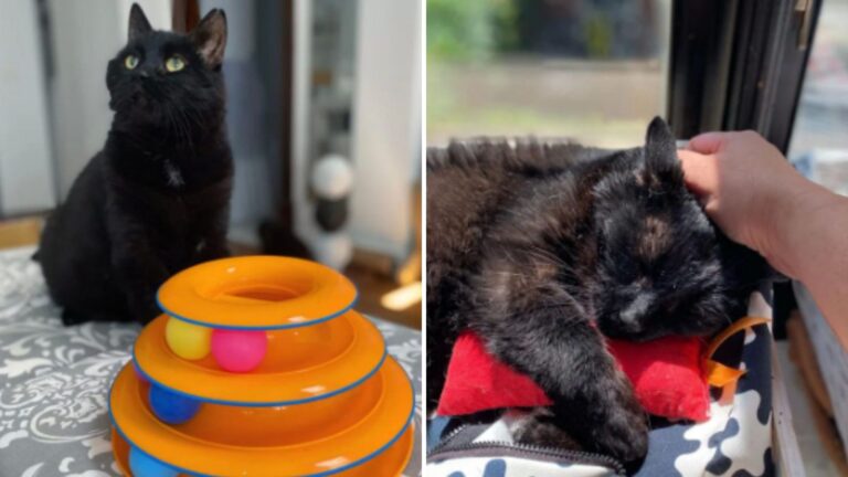 Abandoned For His Age, Senior Cat Encounters A Kind Stranger Who Sees The Beauty Of His Soul