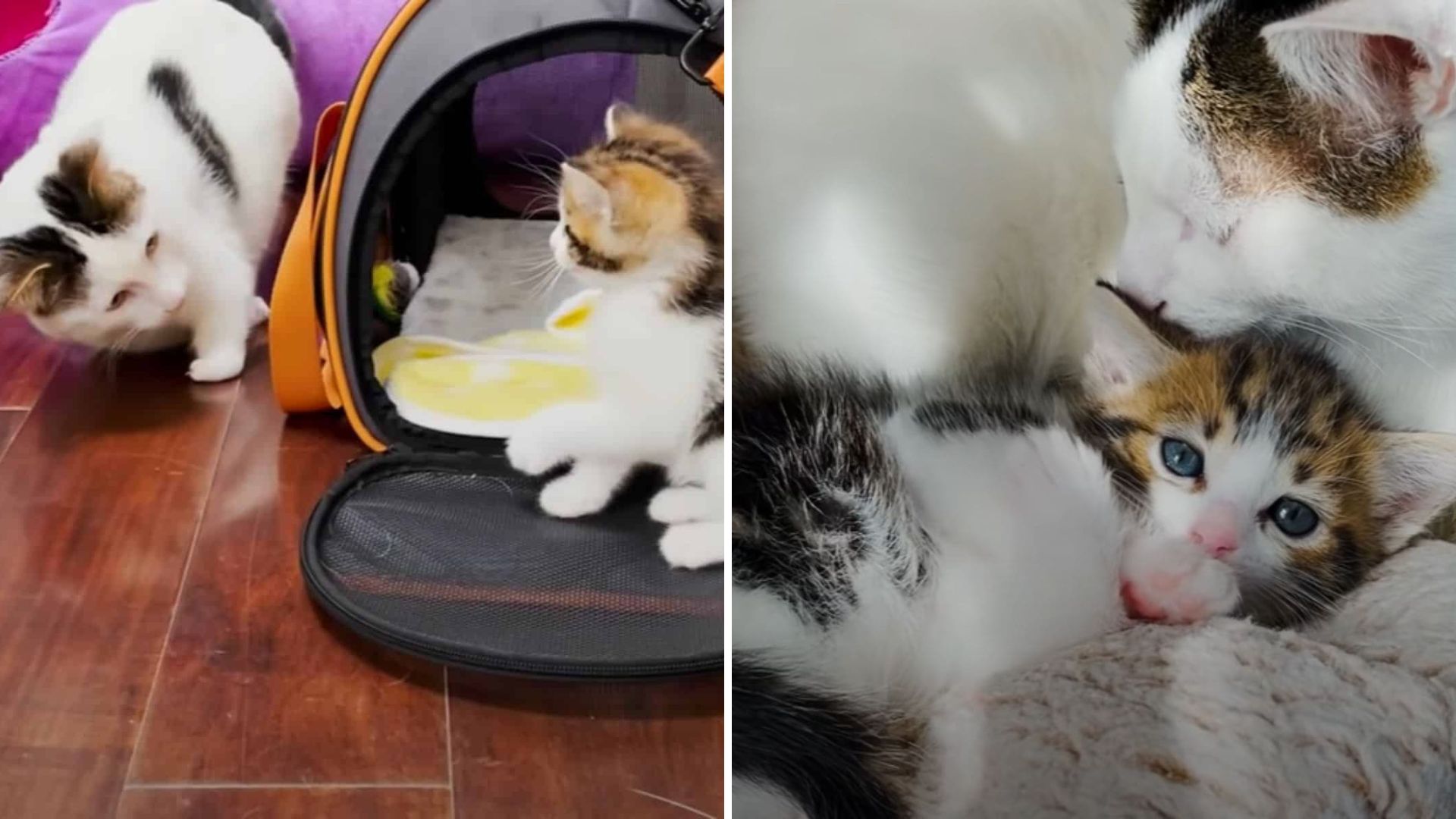 Aggressive California Cat Without Front Legs Completely Transforms After Meeting A Tiny Kitte