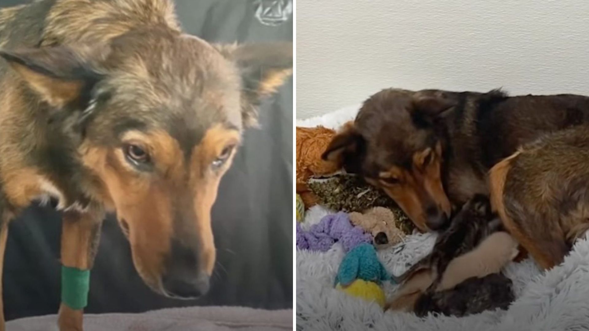 Arizona Mama Dog Who Lost Her Puppies Finds Healing By Caring For Abandoned Kittens