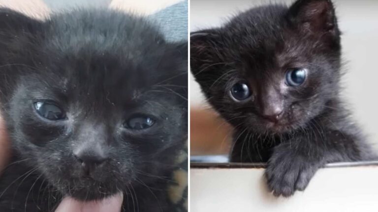 California Shelter Gets A Teabox With A Heart-Stealing Surprise Inside
