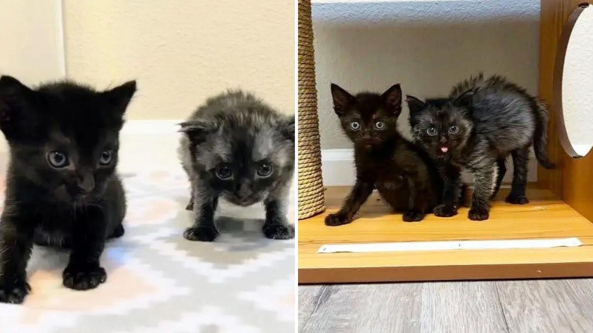 California Shelter Staff Left Devastated After Finding Newborn Kittens All Alone