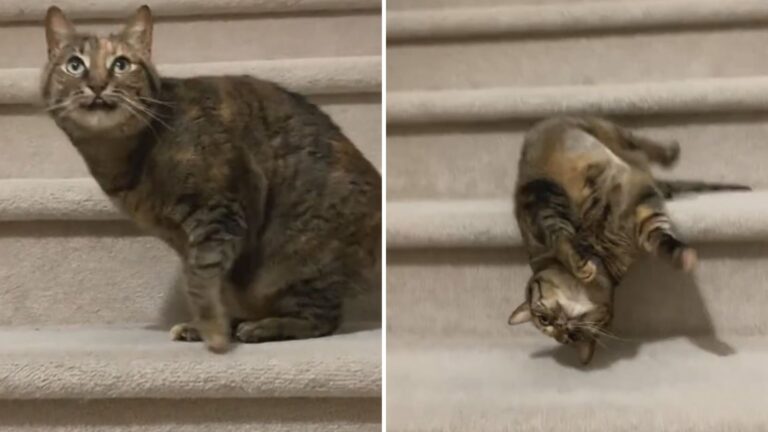 Cat’s Obsession With Stairs Turns Into A Rolling Show You Just Have To See