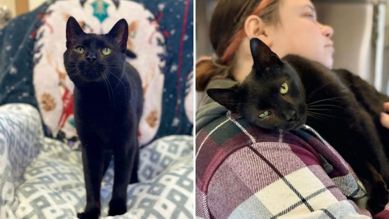 Connecticut Family Surrenders Their Cat Over A Shocking And Heartbreaking Reason