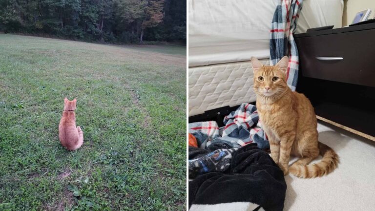 Determined Cat Completes 40-Mile Trek To Reunite With Loved Ones In West Virginia