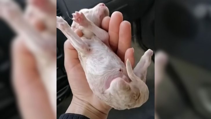 Dumped By Owner For Being Different, This Three-Legged Puppy Was Found Crying On The Roadside