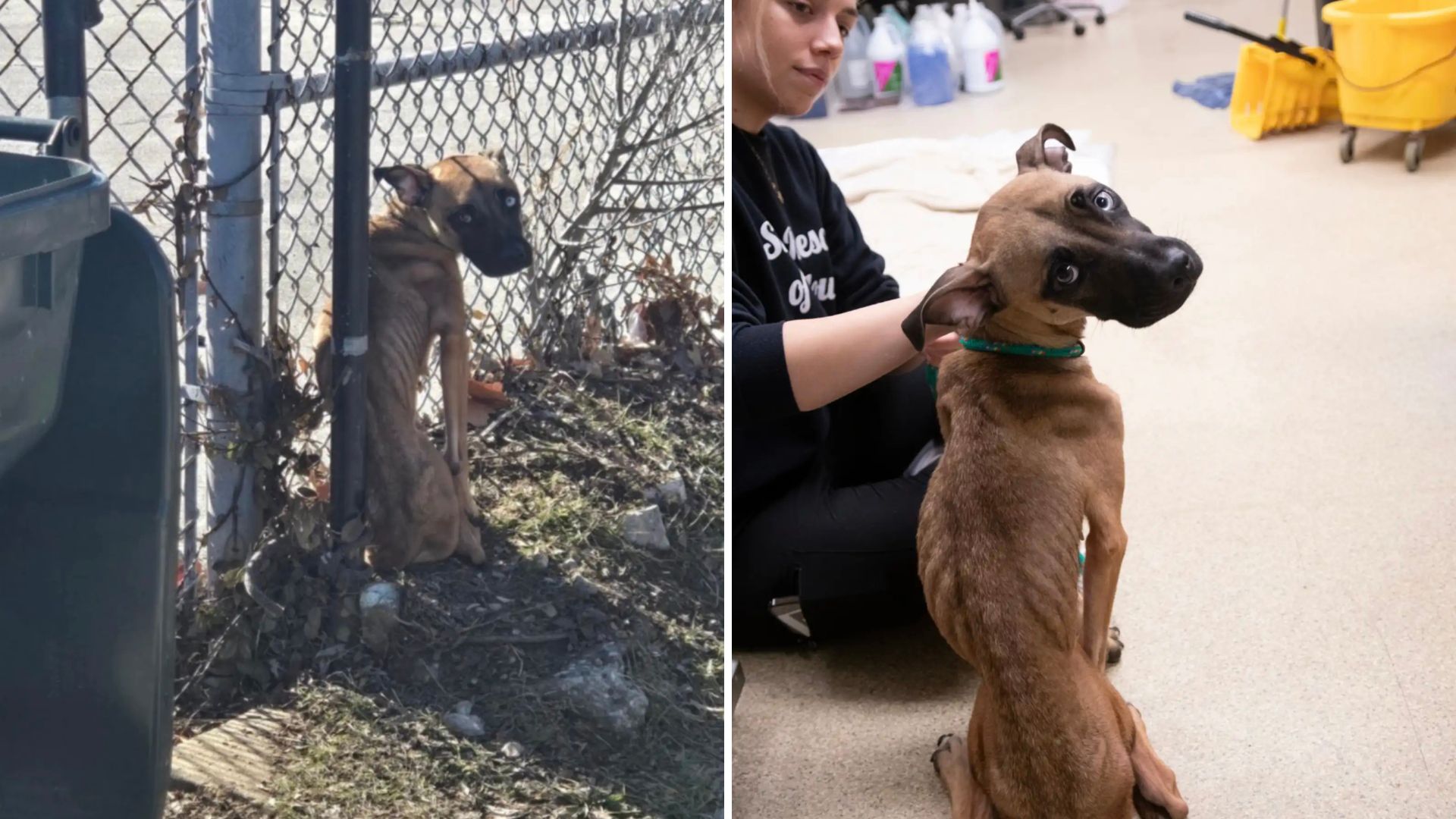 dog tied to a fence