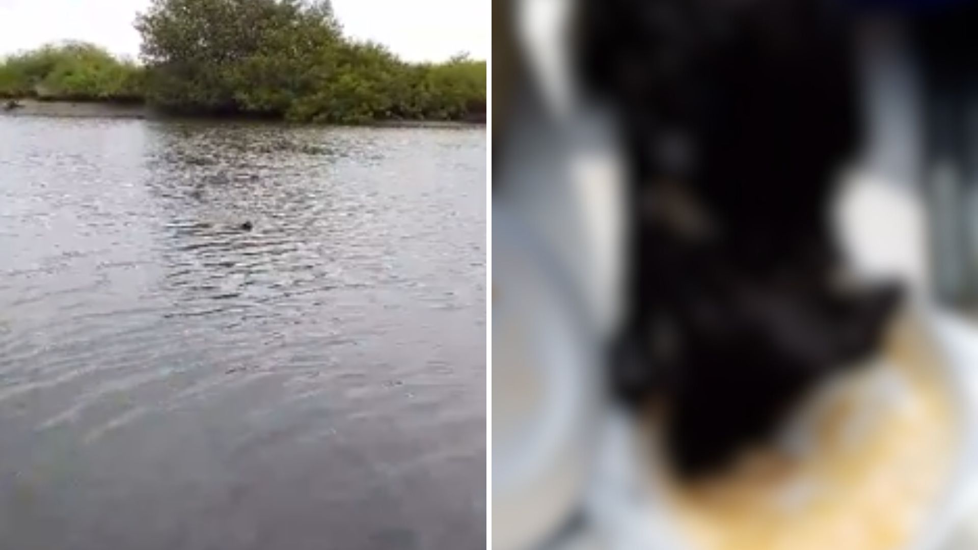 dog in river