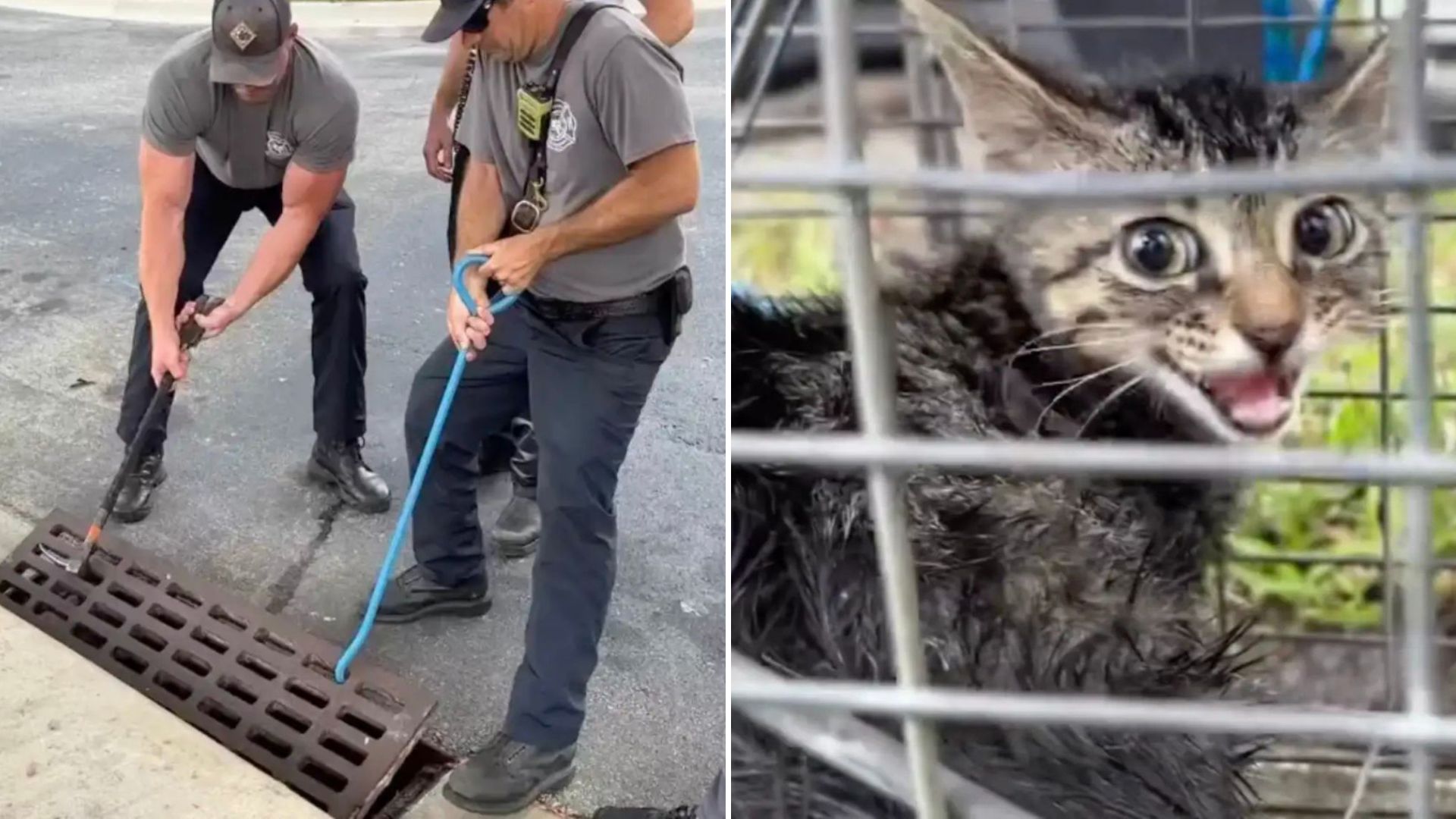 kitten in storm drain