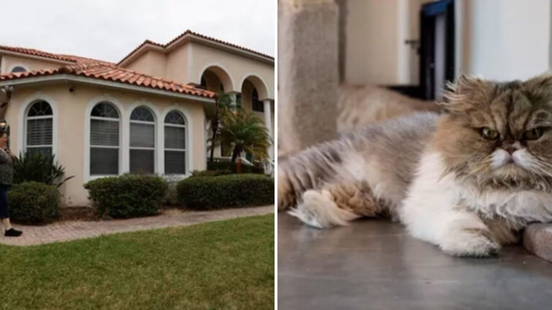 Florida Woman Shocks Everyone After Leaving Her Entire Inheritance To 7 Persian Cats