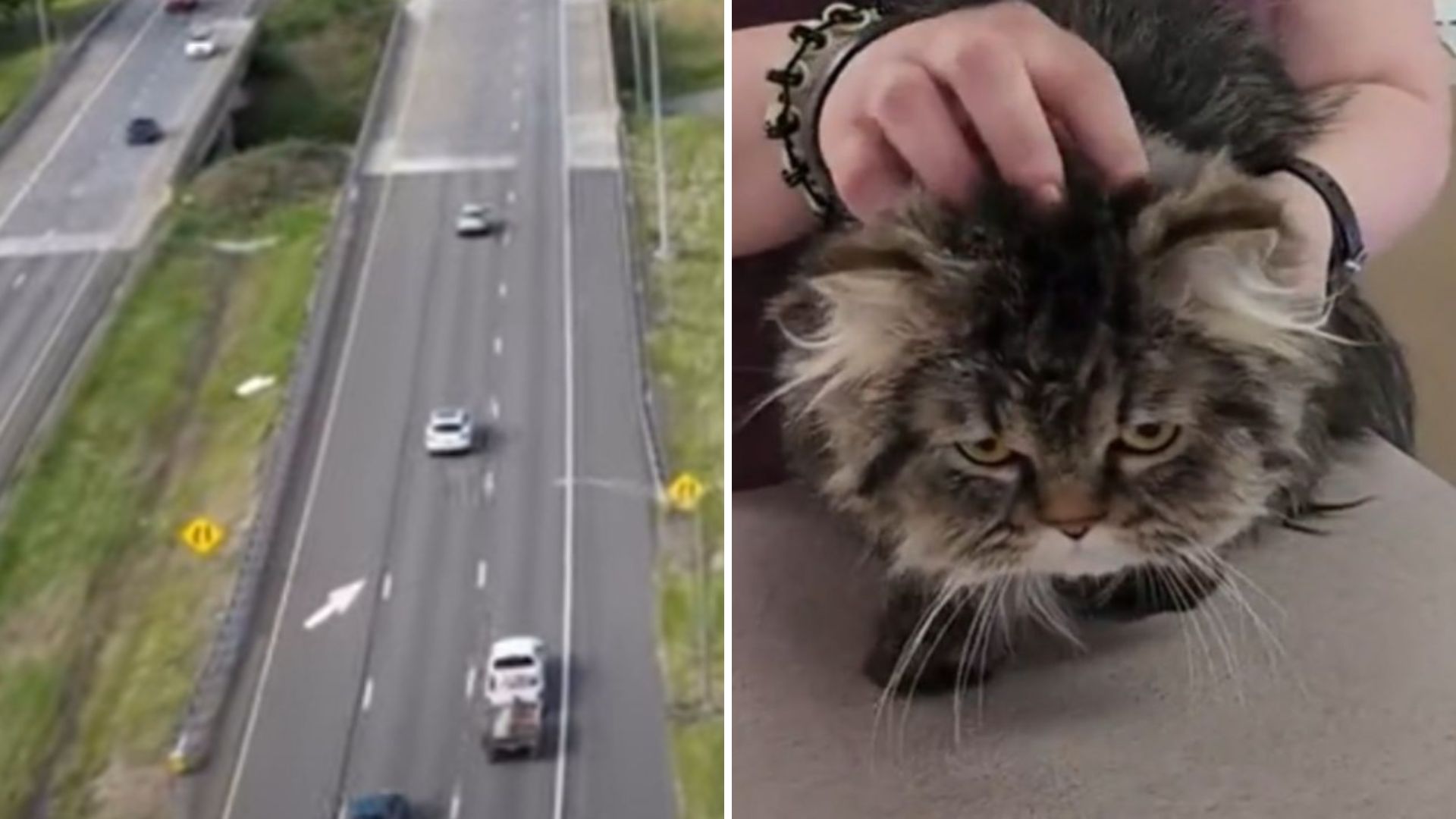 Horrifying Act Caught In Pennsylvania As Cat Is Tossed From Car Onto Busy Road