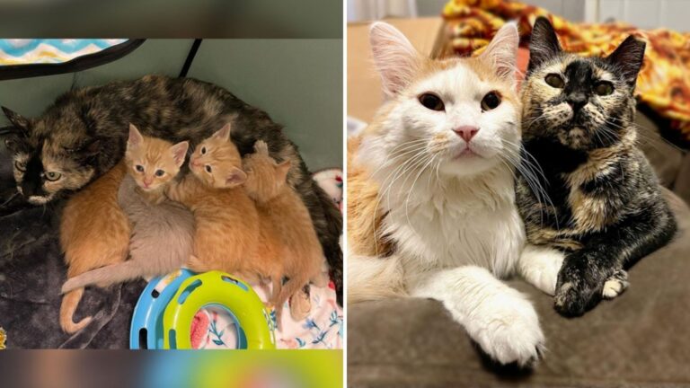 Illinois Rescuer Witnesses Stunning Change As Feral Mama Cat Embraces Belly Rubs