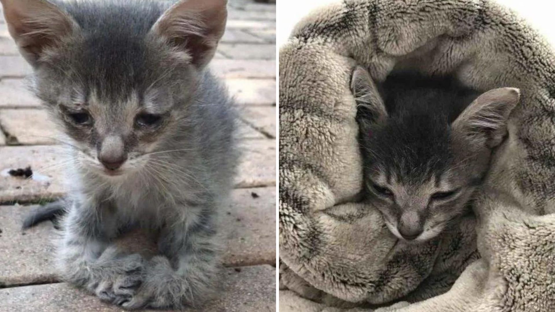 Indiana Rescuers Heartbroken After Finding Tiny Kitten With Twisted Paws Left To Fend For Himself