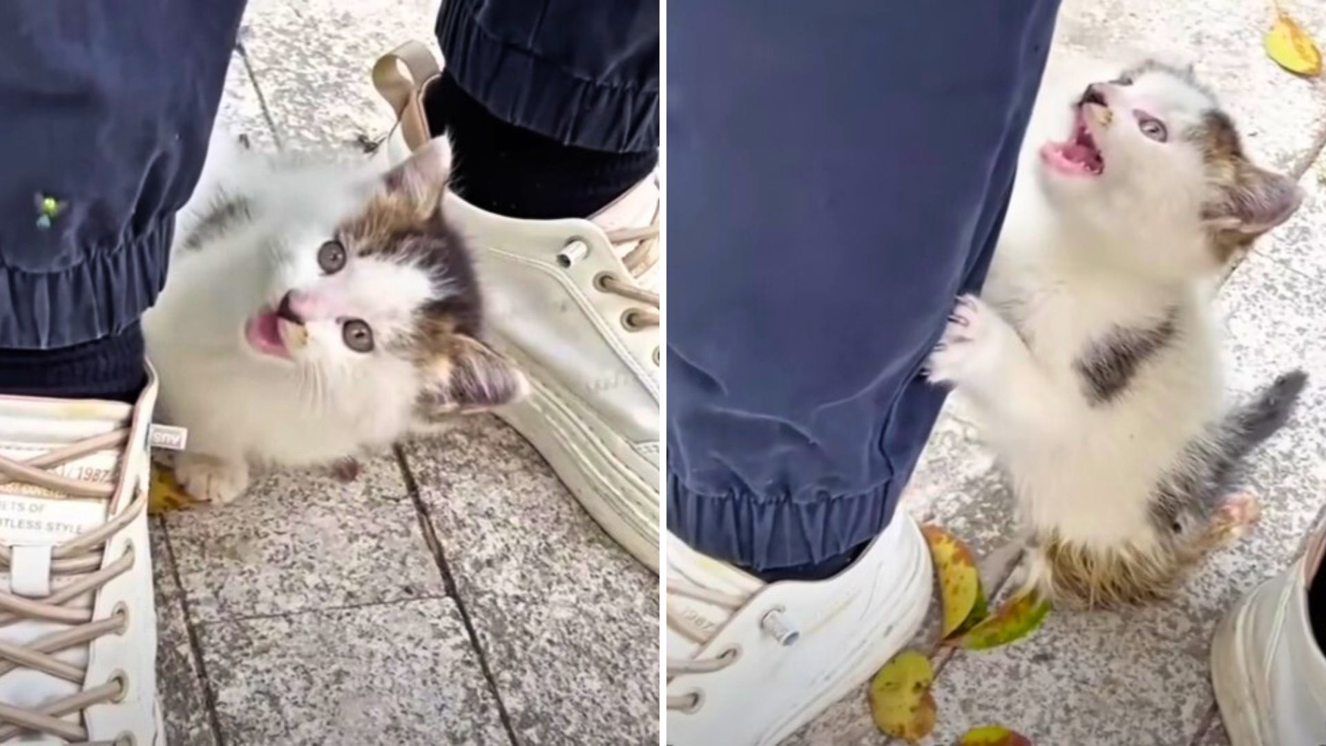 Injured kitten