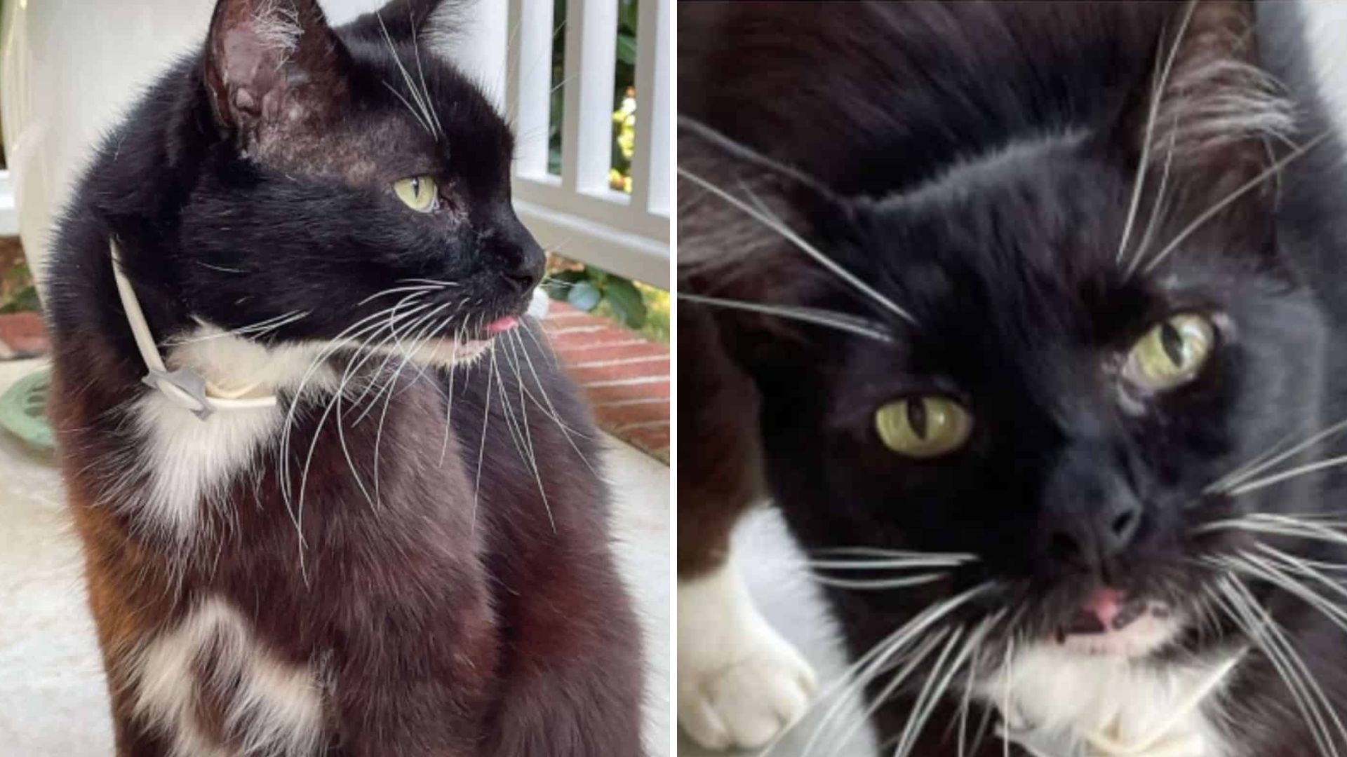 Kansas Woman Reunites With Her Missing Cat After 10 Years In The Most Unbelievable Place
