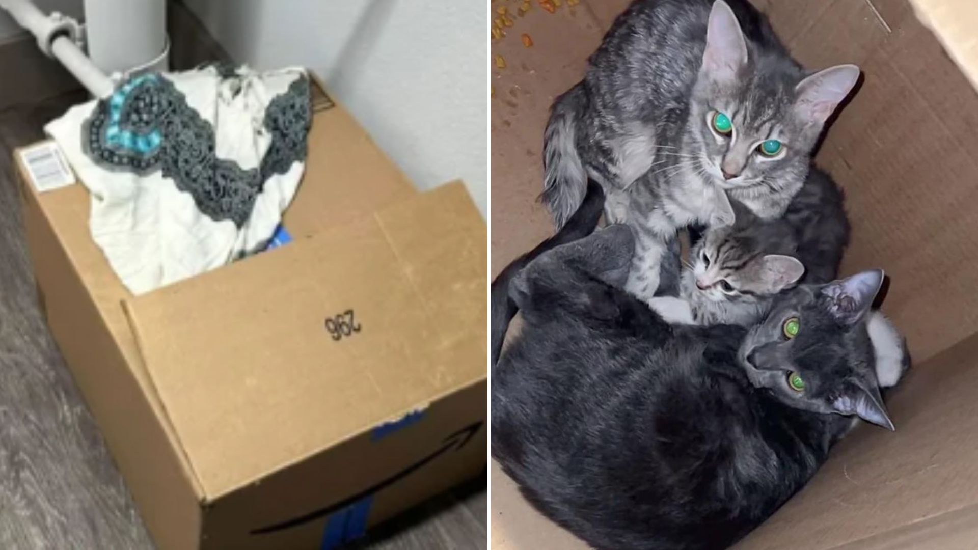 feline family in box