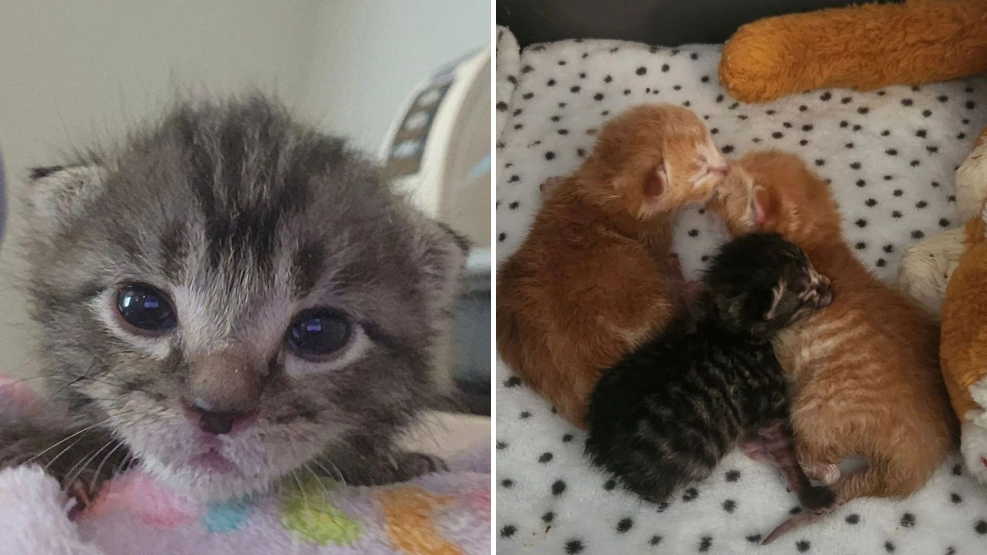 LA Woman Left In Tears After Finding Tiny Kittens Hidden Beneath Paper Towels Outside Her Home