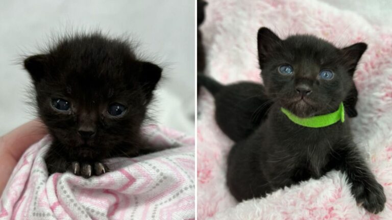 Las Vegas Kitten Heartbroken After Her Mom Took Her Siblings And Never Came Back
