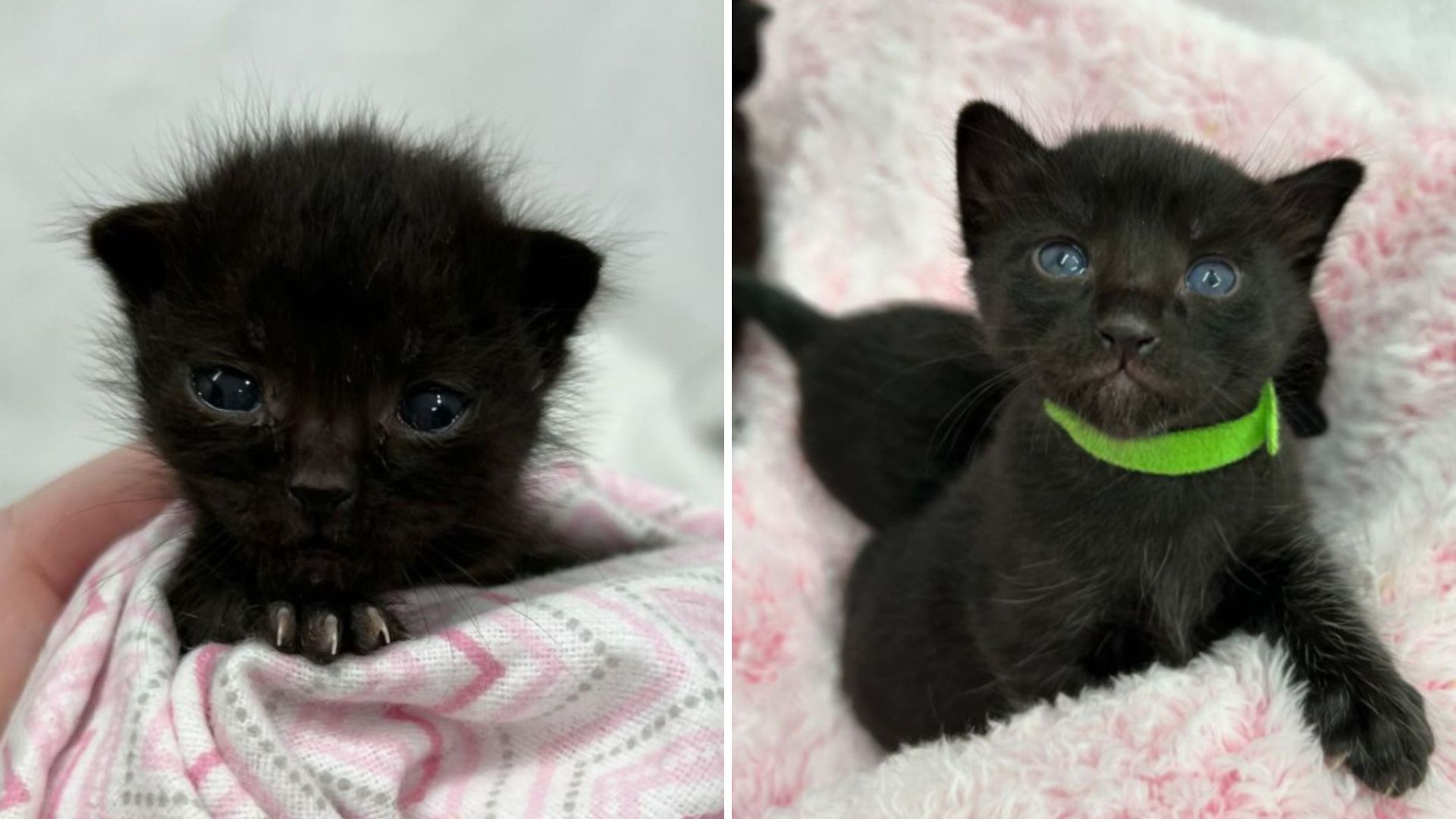 Las Vegas Kitten Heartbroken After Her Mom Took Her Siblings And Never Came Back