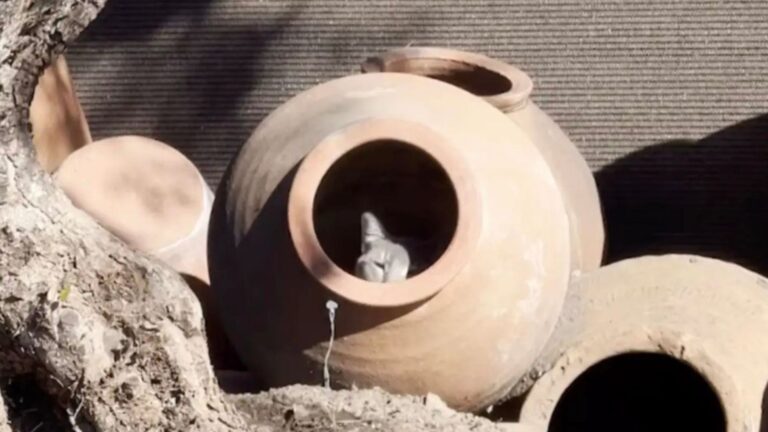 cat in clay pot