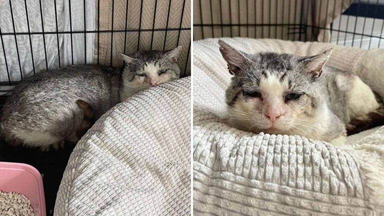 Los Angeles Shelter Cat Nearly Put Down For Being ‘Too Wild’ Then A Miracle Happens