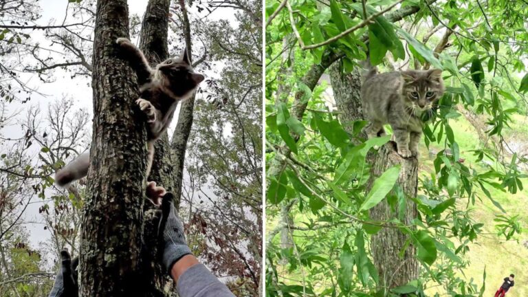 Louisiana Cat Can’t Resist Climbing Trees, But Always Needs Help Getting Down
