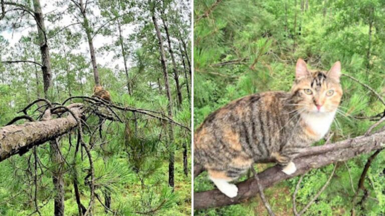 Louisiana Cat Rescued After Spending Days In Tree To Escape Dogs