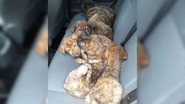 puppies in a car