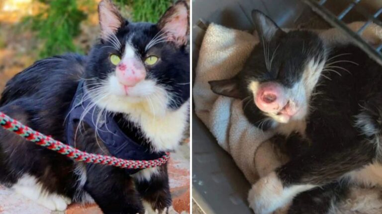 Misdiagnosis Nearly Costs California Cat His Life Before The Real Cause Is Found