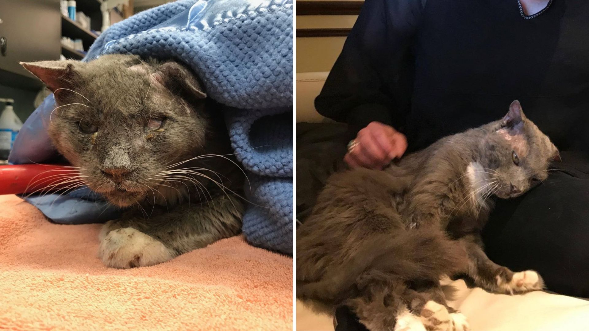 Missouri Cat Found In Critical Condition Gets A Second Chance After A Miracle Rescue