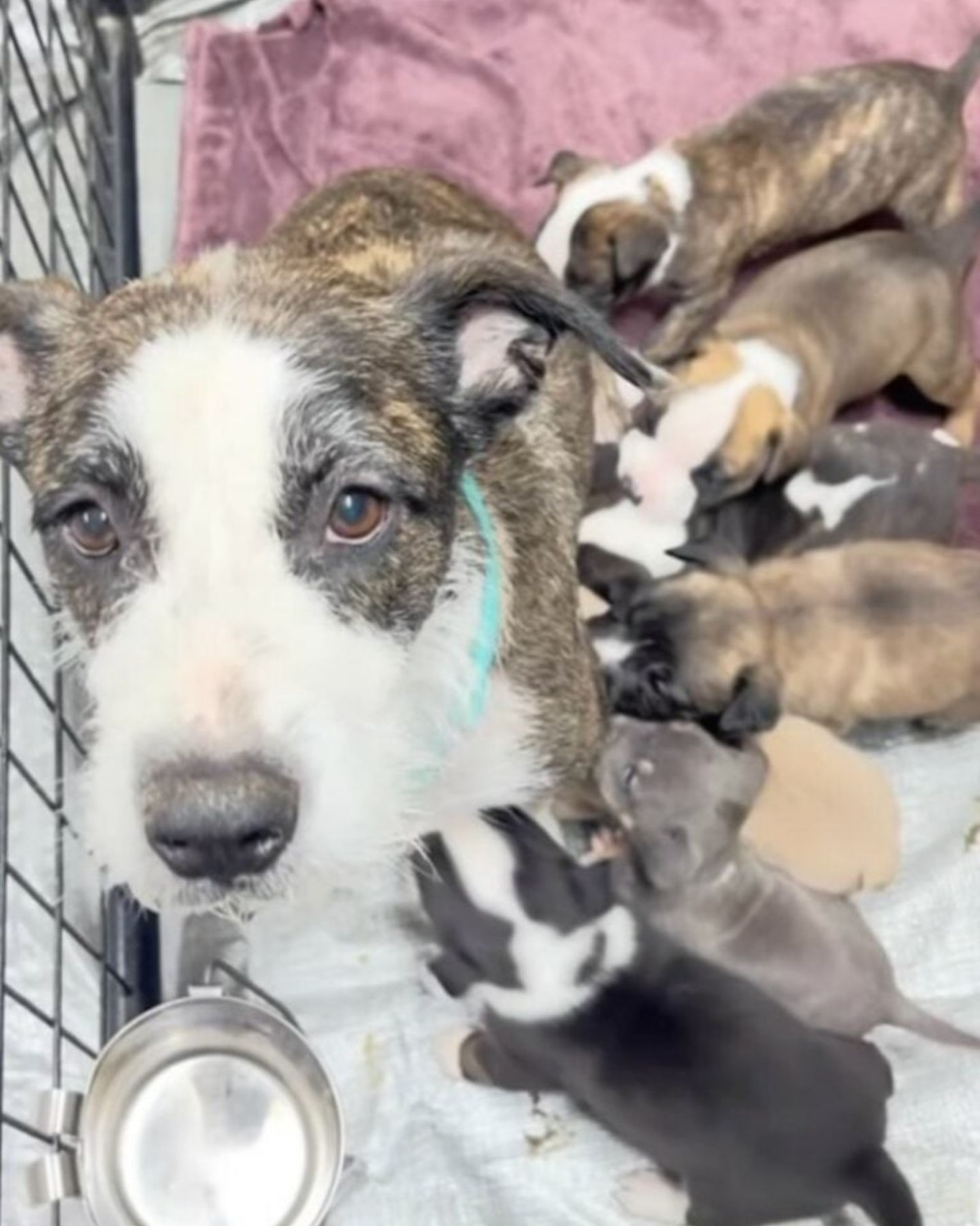 Mother dog and her puppies