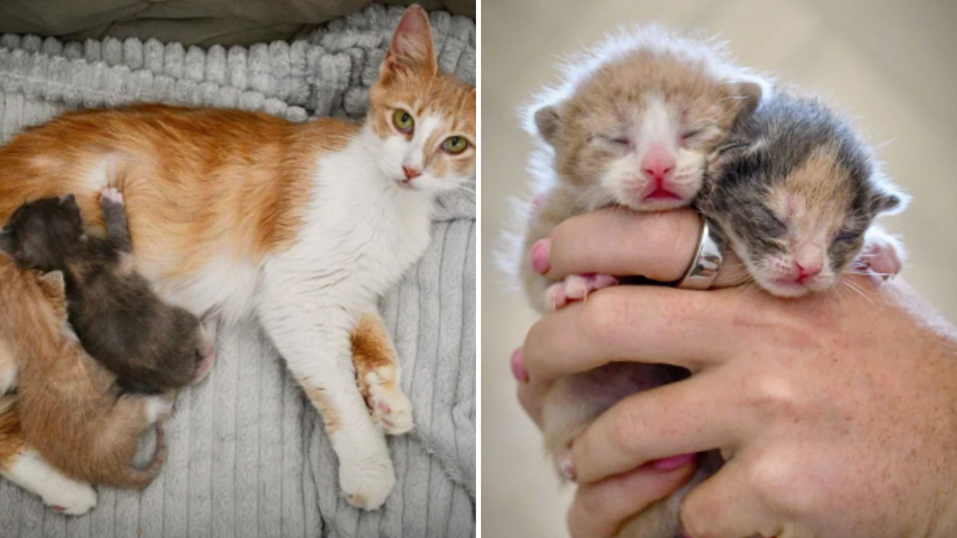 Neglected Cat Discovered In A Field In Florida Guarding A Heartbreaking Secret