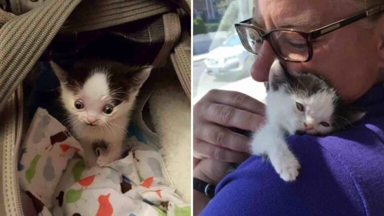 New Jersey Kitten With Unique Eyes Saved From Euthanasia By Caring Rescuer