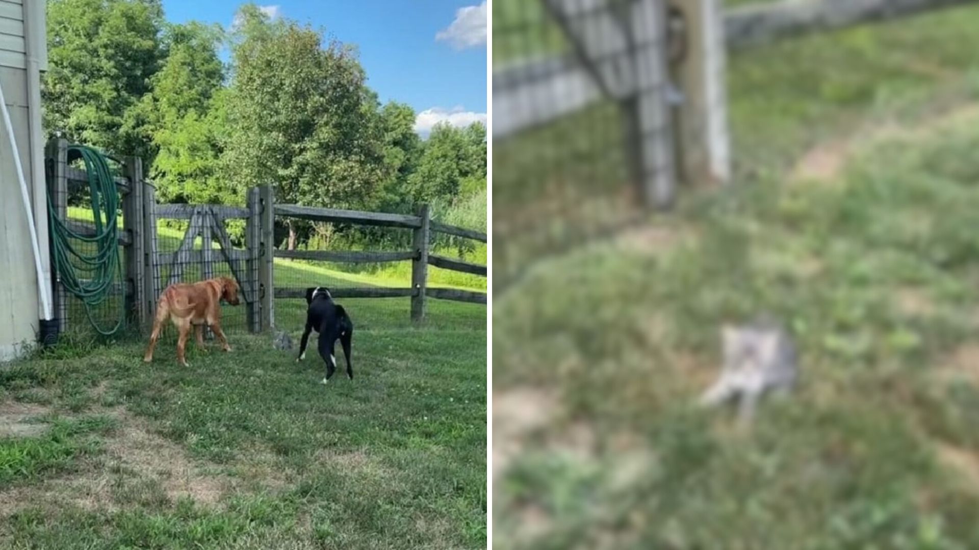 dog in garden