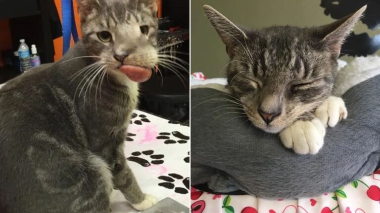 New York Cat Beats The Odds After Life-Threatening Tumor