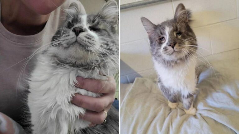 New York Cat That Endured Years In A Neglected Home With 40 Other Felines Finally Finds Comfort