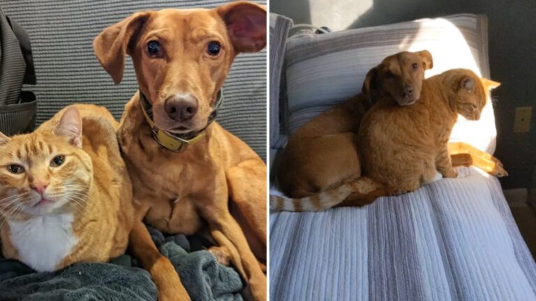 North Carolina Family Shocked As Hidden Camera Reveals Cat’s Secret Interaction With Family Dog