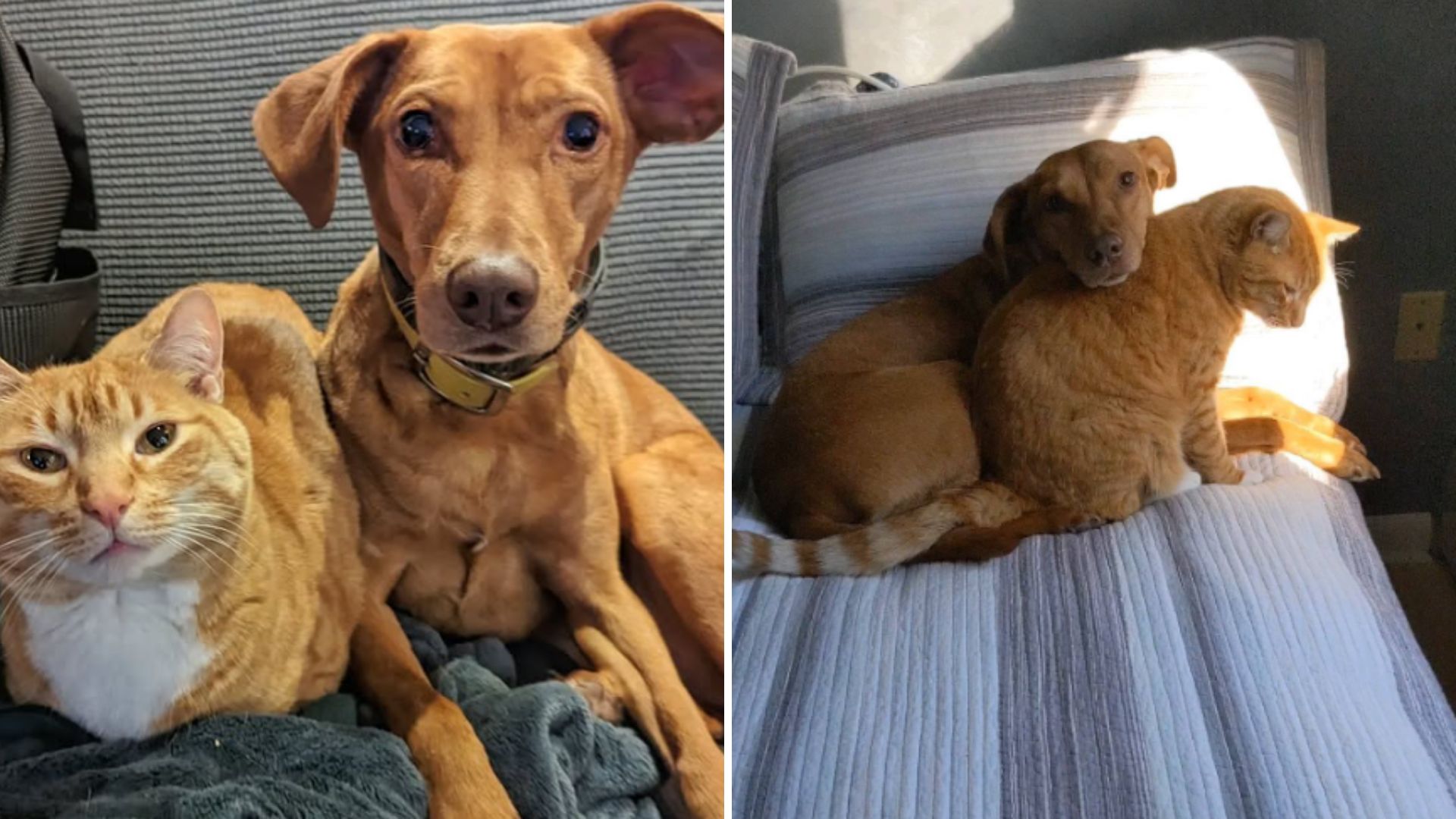 North Carolina Family Shocked As Hidden Camera Reveals Cat’s Secret Interaction With Family Dog