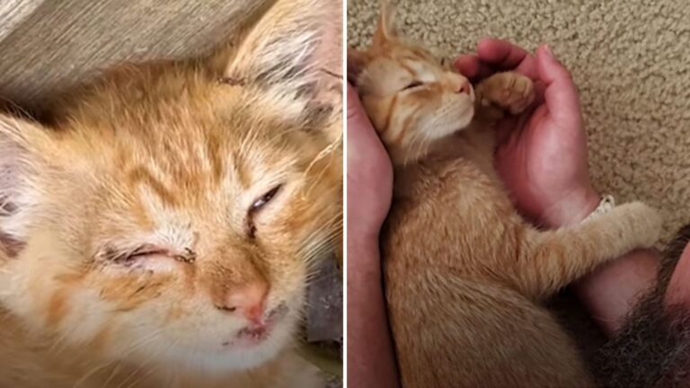 North Carolina Homeowner Stumbles Upon Tiny Motionless Kitten And Wants Him Gone