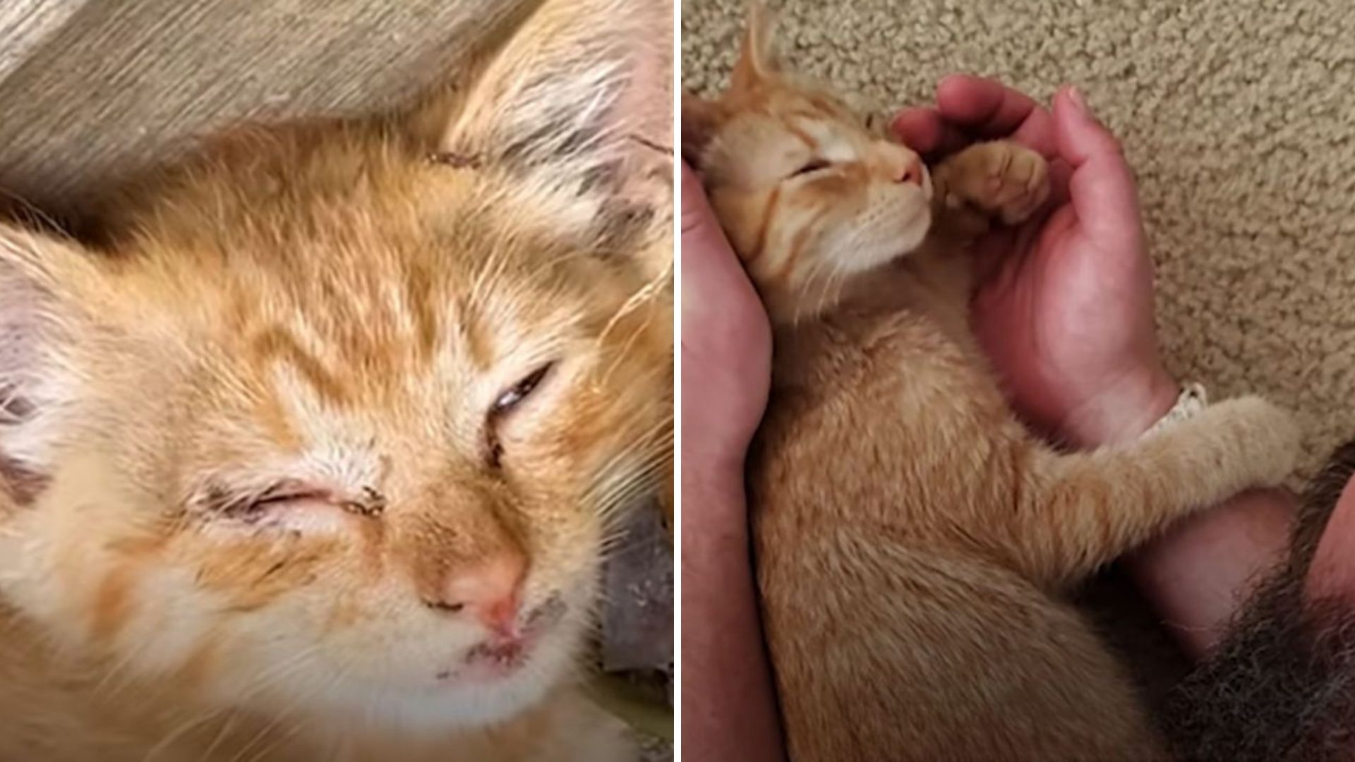 North Carolina Homeowner Stumbles Upon Tiny Motionless Kitten And Wants Him Gone