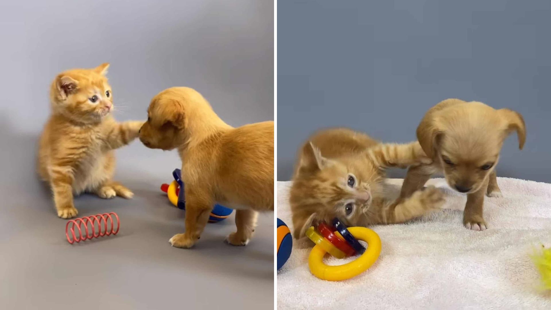 North Carolina Rescue Shares Heartwarming First Meeting Of Puppy And Kitten