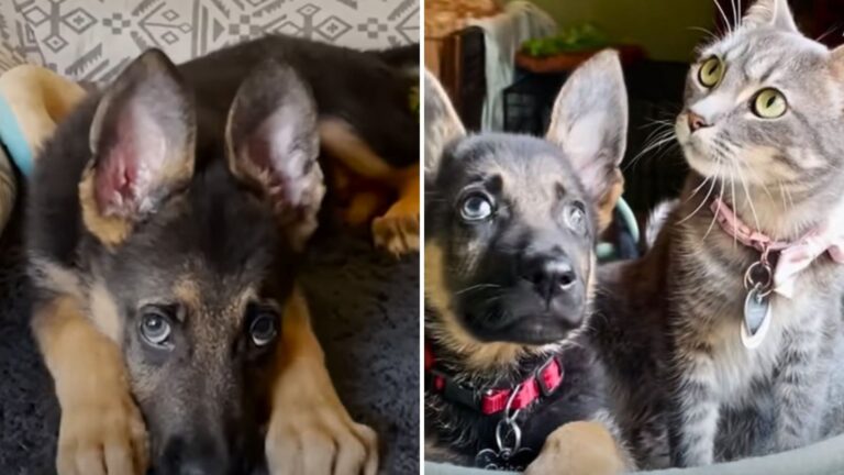 Orphaned Pup Finds Family As Two Foster Cats In California Open Their Hearts To Him